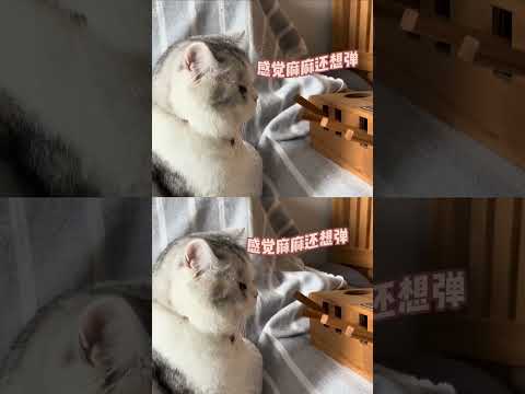 猫咪：笨主人，我就再宠你一次吧！ #猫咪  #搞笑猫咪 #可爱猫咪 #猫咪的迷惑行为 #有趣#shorts