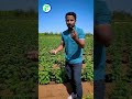 गेंदे के फूल पर आने वाली बीमारी Marigold Farming D