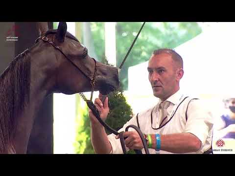N.1 LAURA KL - 2020 PRIDE OF POLAND - 42nd Arabian Horse National Show - Yearling Fillies (Class...