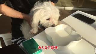 ふわふわマルチーズ犬ぱーるくん　海のお散歩後半