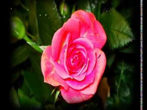 Güldür Gül - Grup Taif - 0555 176 33 37