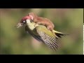 Woodpecker shown flying with weasel on its back.