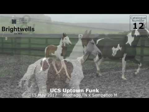 LOT 12   UCS Uptown Funk Pilothago TN x Sempatico M