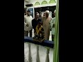 PATUNG BERHALA DI MASJID