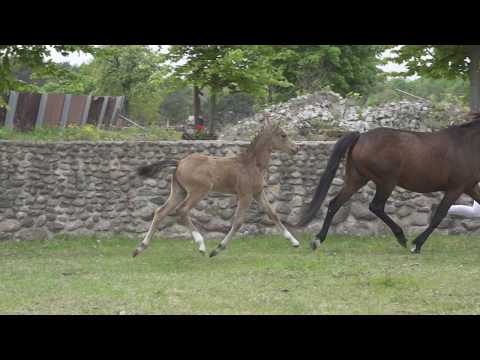 MANOLITO HF v. My Dragonheart JK - Coke Saint of the Life