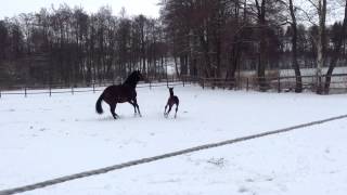 Video von Donaufürstin