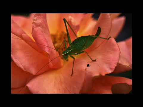 Coma Svensson - Midnight Highway (Synth Pop)