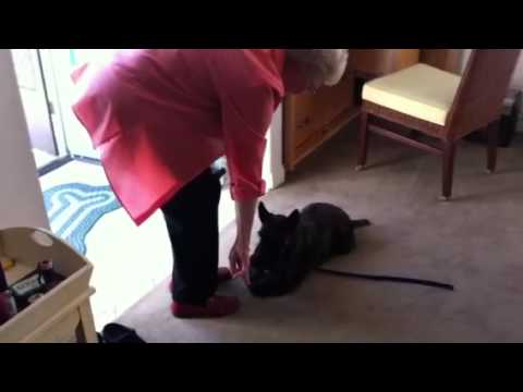 Duke Dog Training / Coaching video.