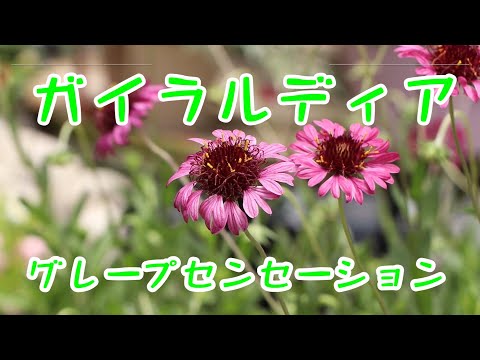 園芸 ガイラルジア