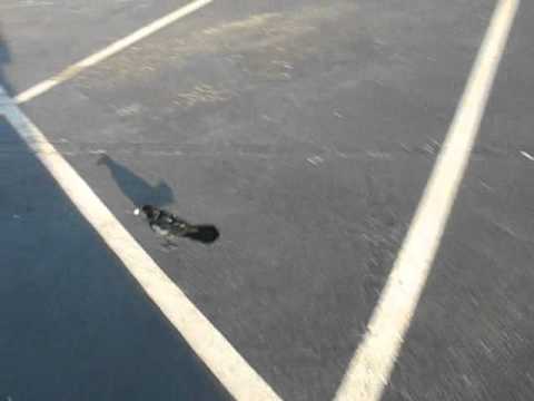 2008-09-26, 08:16:55. Cape Canaveral - Little thief.