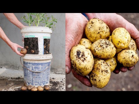 Wish I knew about these high yield potato growing methods at home sooner Let s explore