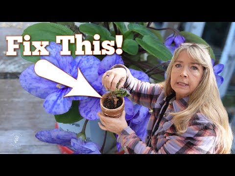 How to Repot a Leggy African Violet and Bring It Back to Life!