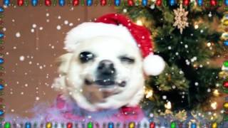Singing Chihuahua - Christmas Song 3: Silent Night