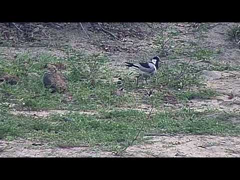 Djuma: Blacksmith Lapwing parents and three new chicks(2 days old) - 05:52 - 10/28/27