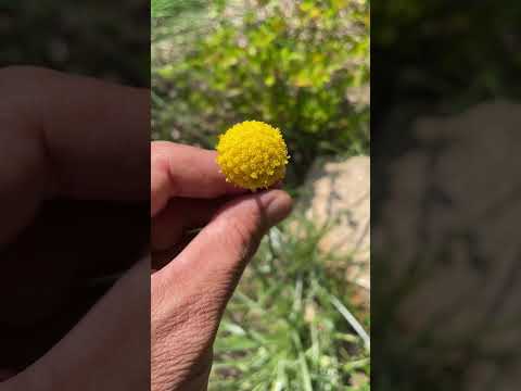 Craspedia = Billy Buttons