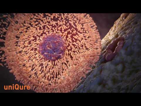 How AAV Gene Transfer Works - Expert Audience