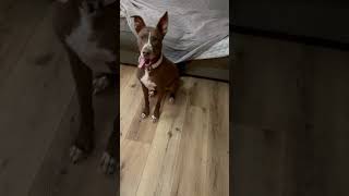 Video preview image #1 American Pit Bull Terrier-Huskies  Mix Puppy For Sale in The Woodlands, TX, USA