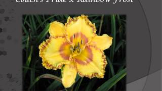 preview picture of video 'Daylilies of the Valley  2014 daylily introductions'