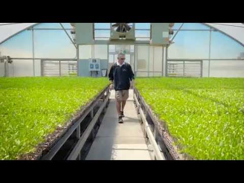 Large scale production greenhouses