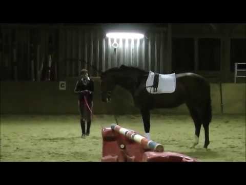 Holsteiner Hengst von Casaltino a. d. Itzy Bitzy von Calando - Capitano