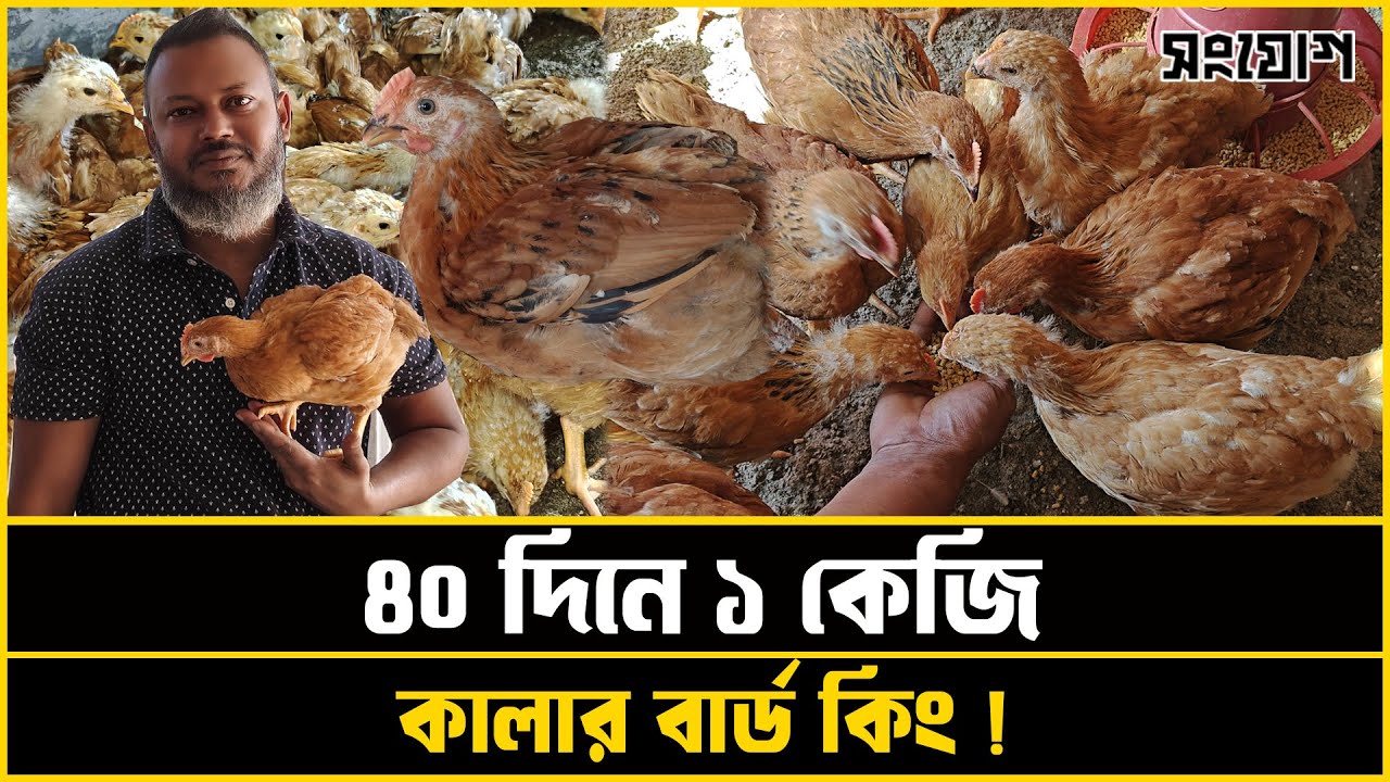 ৪০ দিনে ১ কেজি মুরগি ! প্রবাস ফেরত রবিনের সাফল্যের গল্প
