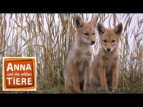 Wie heult der Kojote? | Reportage für Kinder | Anna und die wilden Tiere