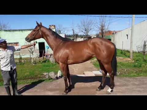 Lote SONORA (BRZ)