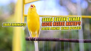 Download lagu SUARA BURUNG 33 Kenari GACOR PANJANG Cocok untuk M... mp3