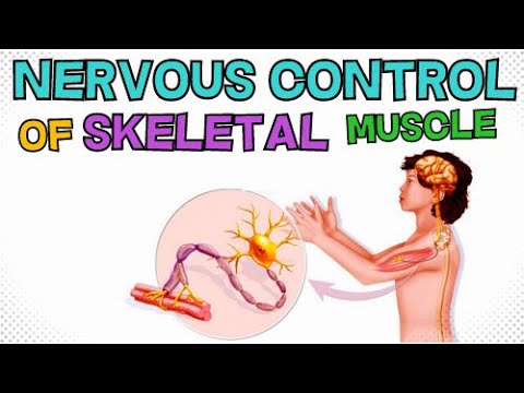 How does the nervous system control skeletal muscle?