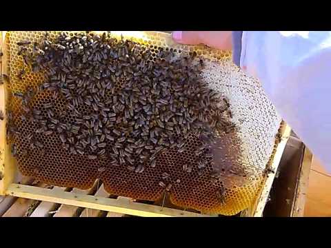 mérgező sashera méz gyermekek helmintikus parazitafertőzése