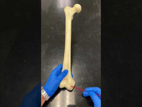 Femur