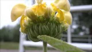 preview picture of video 'Jerusalem Sage (Phlomis russeliana) - 2013-07-03'