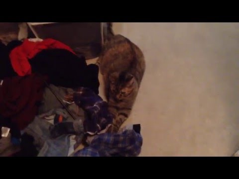 Cats love dirty clothes! 😺