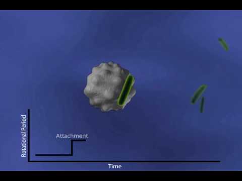 Bacterial Growth Dynamics with Asynchronous Rotation of Driven Magnetic Microspheres