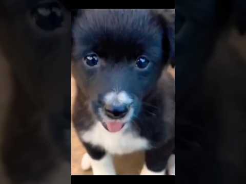cute baby 🍼 dog #hashtags #youtubeshorts #shortsfeed