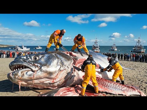 600 Giant Cod fish in 48 Hours – Inside the World’s Largest Longline Fishing Operation