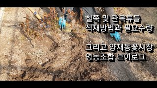 철쭉 심기 및 수량 / 관목심기 및 수량   그리고 양재동꽃시장 영농조합 #관목심기 #관목수량계산  #철쭉심…