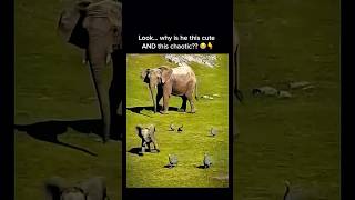 Baby Elephant Being Cute Chaos