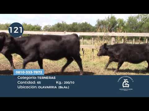 Lote Hembras- Olavarría Bs As