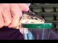 milking deadly venomous snakes - Reptile World ...