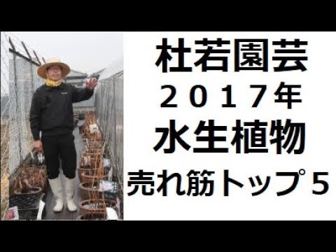 池の水草ベスト５！  庭園