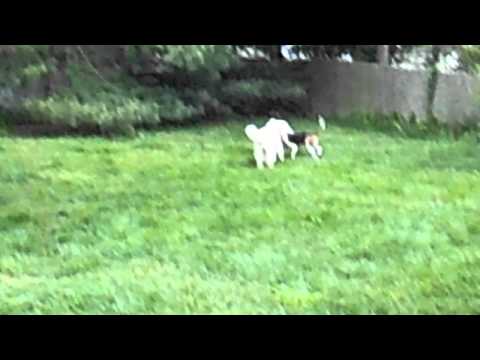 Jane in CT - adopted, an adopted Great Pyrenees in Milford, CT_image-1