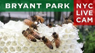 Bryant Park Bee Cam