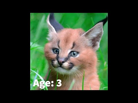 The Life cycle of Hecker