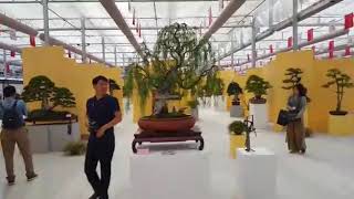 preview picture of video '4th Zhongguo Feng Penjing Exhibition 26-27 September 2017'