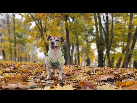 We survived another week in Michalovce Slovakia. vlog 2