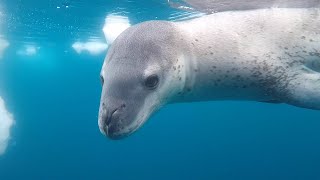 כלבי ים נמריים משחקים עם האוכל שלהם | רע טבע | BBC Earth