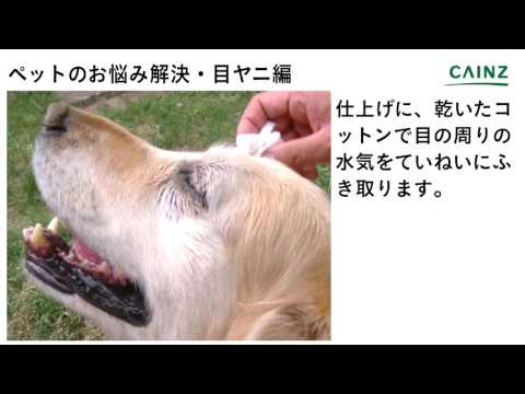 犬の目をきれいにする方法は?
