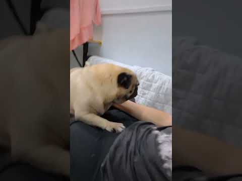ถึงเวลาเกาพุงให้แล้วนะครับ #viral #หมาปั๊ก #reelsfb #dog #pug #Familypugs