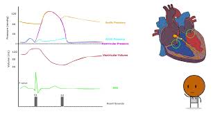 Understanding and Unravelling the Cardiac Cycle (Part 1 of 2)